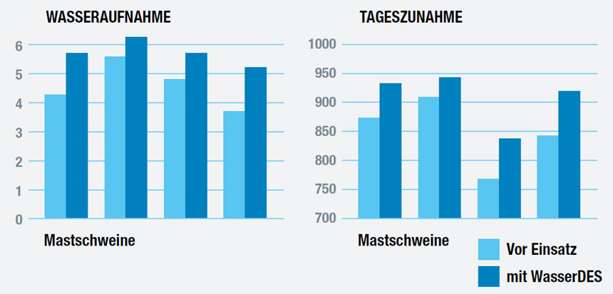 Ergebnisse bei Mastschweinen